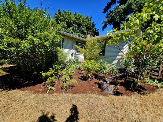 Brought this beautiful but overgrown garden back to life! Some pruning, trimming & mulch goes a long way!