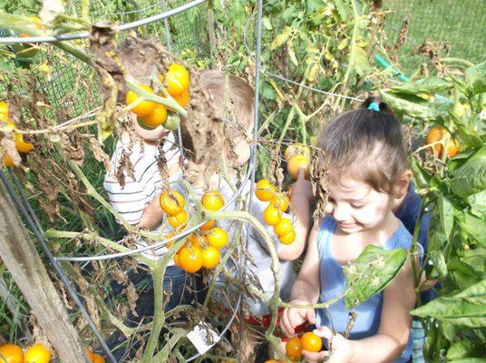 Our Mahopac location has our very own garden! Each year children watch food grow from seed to fruits and veggies! The best part is eating!