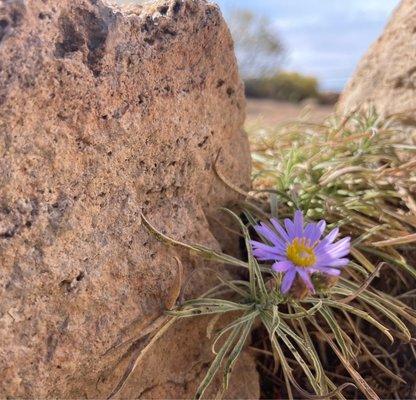 Flower looking over the Grand Canyon