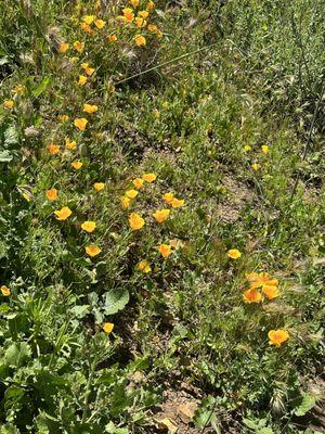 Yellow California poppy flowers