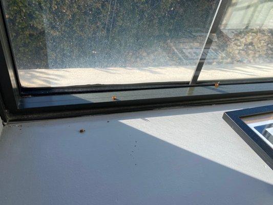 Deal bugs on window sill