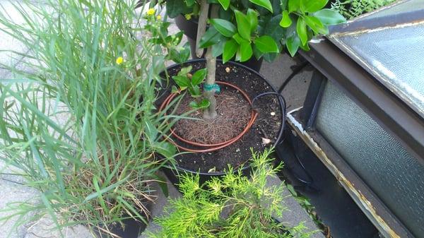 Installed drip irrigation in the pots for the trees on my rooftop garden in Manhattan.