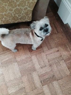 Happy Dog after his groom!