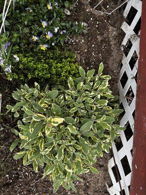 Sage and thyme are huge and healthy after only one year of growth! Sage is preparing to flower!