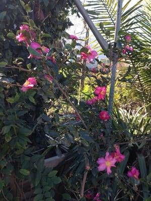 Camellias on bloom