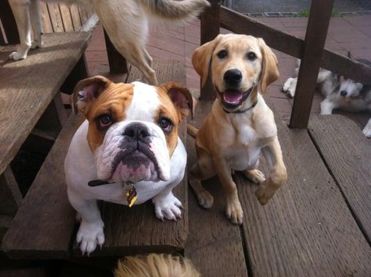 Maximum Cuteness! These two stopped for a picture, we cannot get enough.