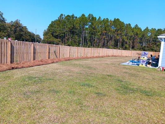 Tilled fence line.Planted bamboo.  Added pinestraw