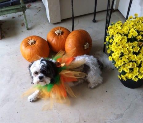 Thanksgiving outfit for Missy Cakes