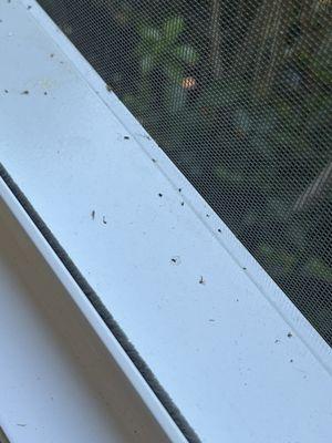 Gnats intruded inside the screen that was installed in the sunroom