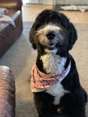 Sheepadoodle