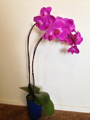 I always buy my orchids here. They always have the best selection of orchids - both small and large. This one is a large one.