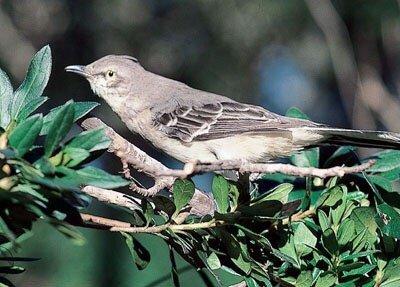 07/13/17 State Bird Mockingbird photo compliments fl.gov