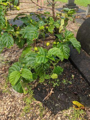 Noni plant