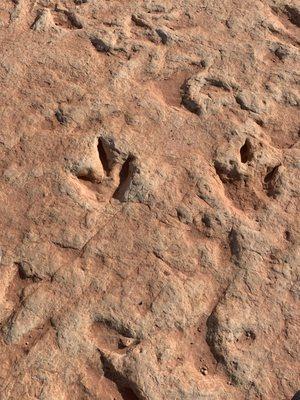 Dino tracks