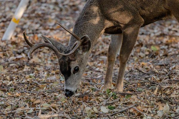 Rancho San Antonio Preserve