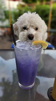 Lavender virgin cocktail