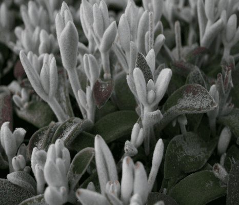 Kalanchoe-eriophylla