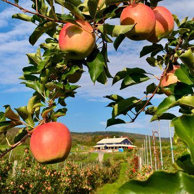 Come for the apples and stay for the views.