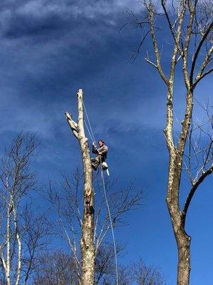 Experienced tree climber