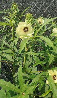 Okra plant blossom.