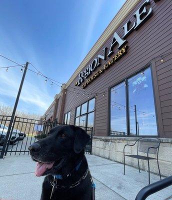 Patio with a happy dog