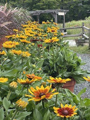 Late summer and fall plants grown here on the farm.