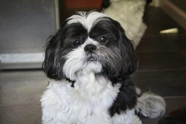 Hapa Honey - so grouchy and lazy buy he's still a handsome shih tzu.