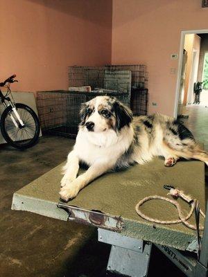 Dante loves coming to Lil Critters so much that he just jumps on the table and says "Groom me John!"