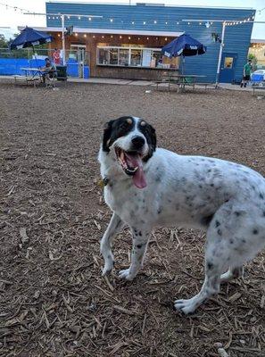 Trouble the dog enjoying Yard Bar