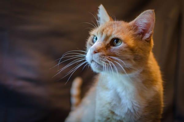 Furry Friends shelter cat Sebastian.