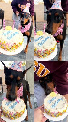 Birthday cake, Doberman