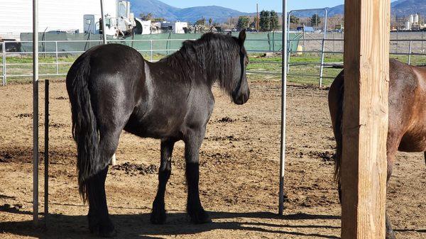 Look at black beauty in real life! Spectacular