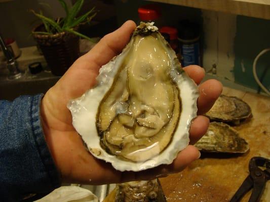 Now that is a Beefy oyster!