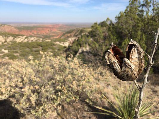 Desert/prairie vegetation - yucca seedpod