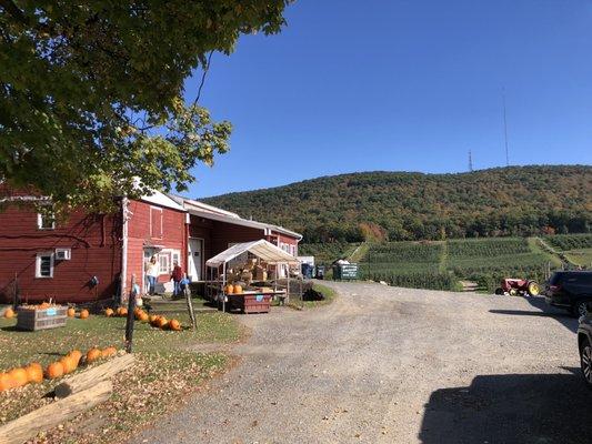 small pumpkin patch