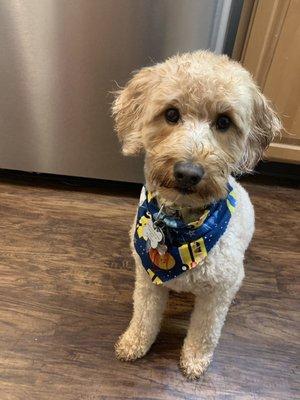 After his grooming! (It was raining outside when we walked in)