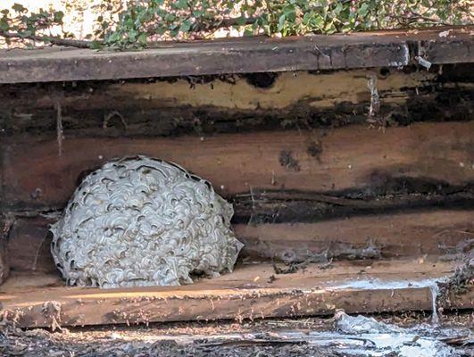 Yellow jacket nest under bench attacking family.