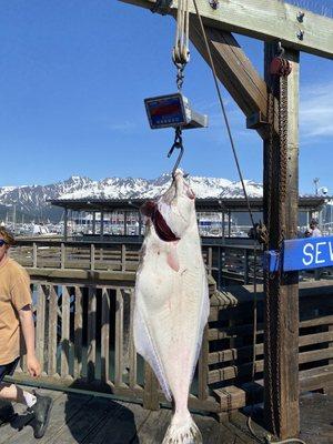 Halibut catch!