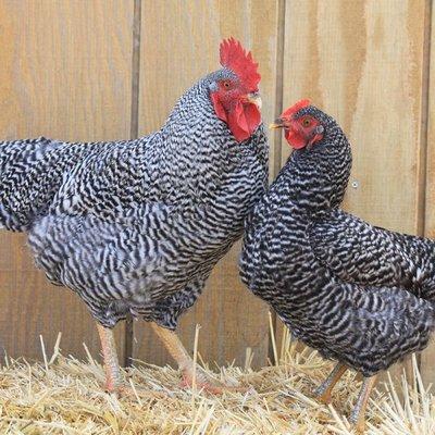 Barred Rock Pair