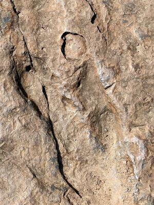 Dinosaur Footprints