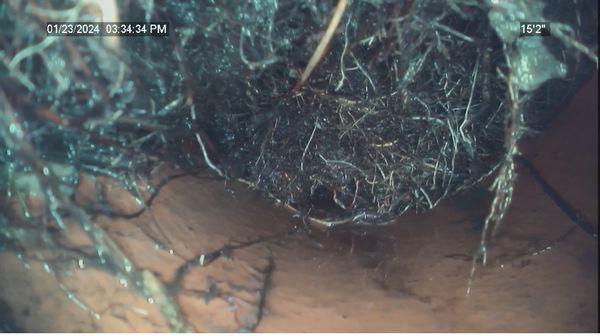 Sewer Camera Inspection. Pic of the drain pipe inside with visible growing roots.