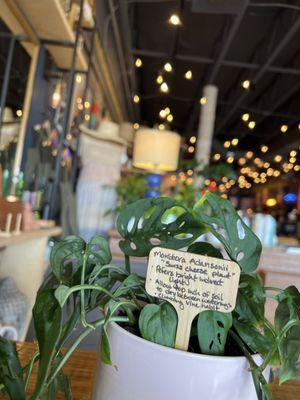 Shopping/Plants/Coffee/Eats