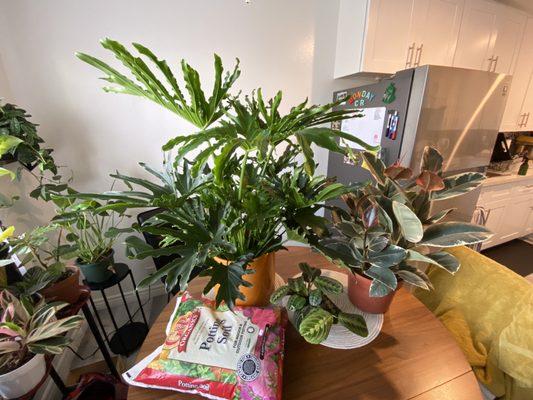 Lickety Split Philodendron, Ruby Ficus Elastica, Red Maranta, Organic Potting Soil Mix