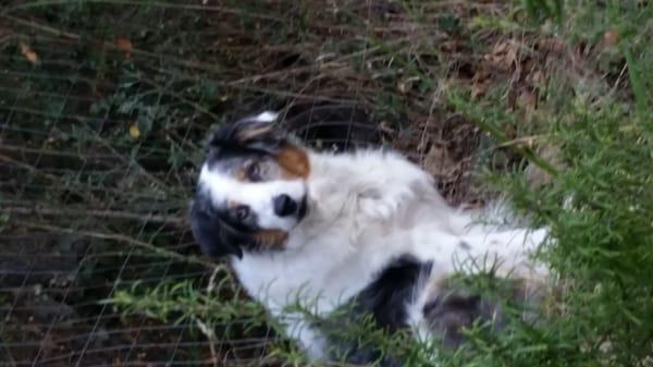 Lucy, pre-puppy cut.