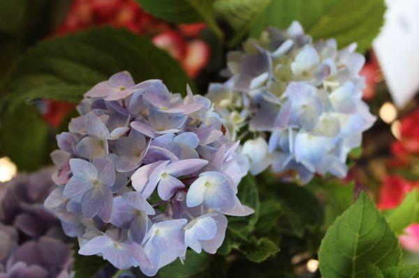 Hydrangea