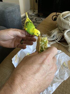 My bird even loves the chicken tacos!!