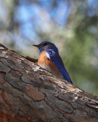 Western Bluebird