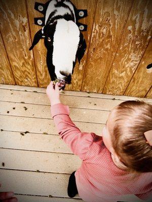 Feeding the Goats