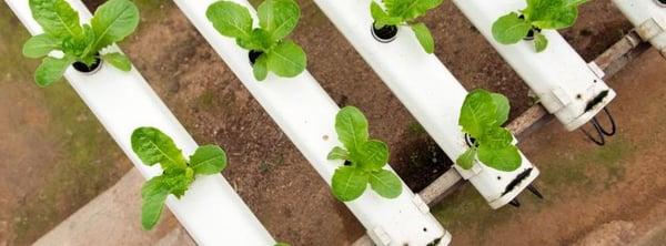 Central Valley Hydroponics