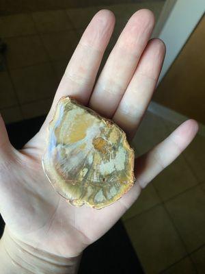 Petrified wood